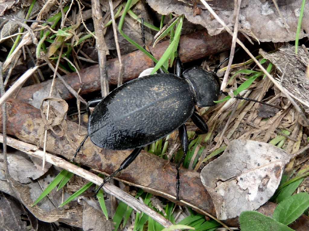 Sotto una corteccia - Carabus (Procrustes) coriaceus